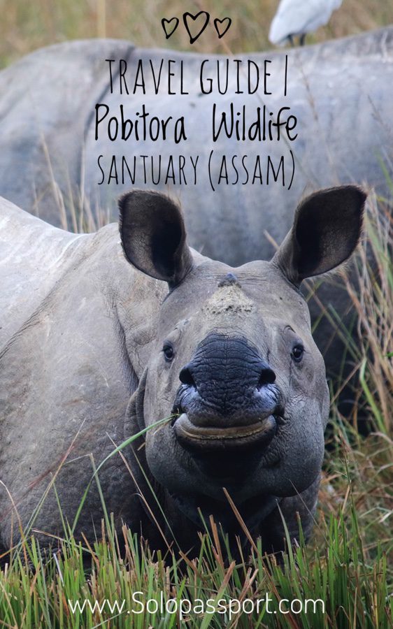 A Day in the Wild: Pobitora Wildlife Sanctuary Adventure (2024)