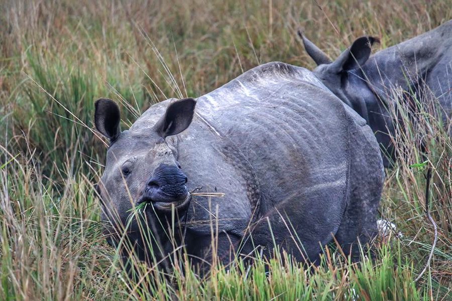 Rhino baby | Pobitora Wildlife Sanctuary