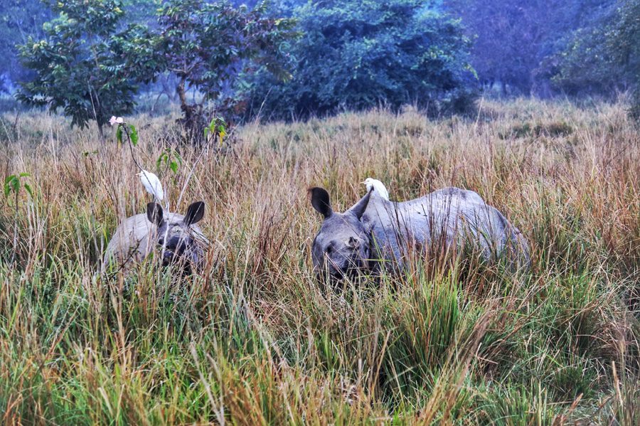 Travel Guide | Pobitora Wildlife Sanctuary (Assam)