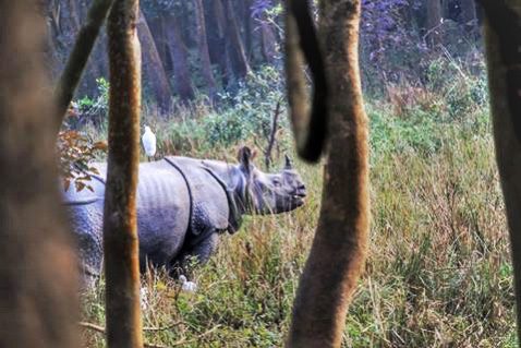 Rhino baby | Pobitora Wildlife Sanctuary