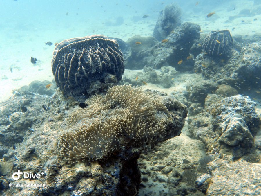 Scuba Diving in Neil Island