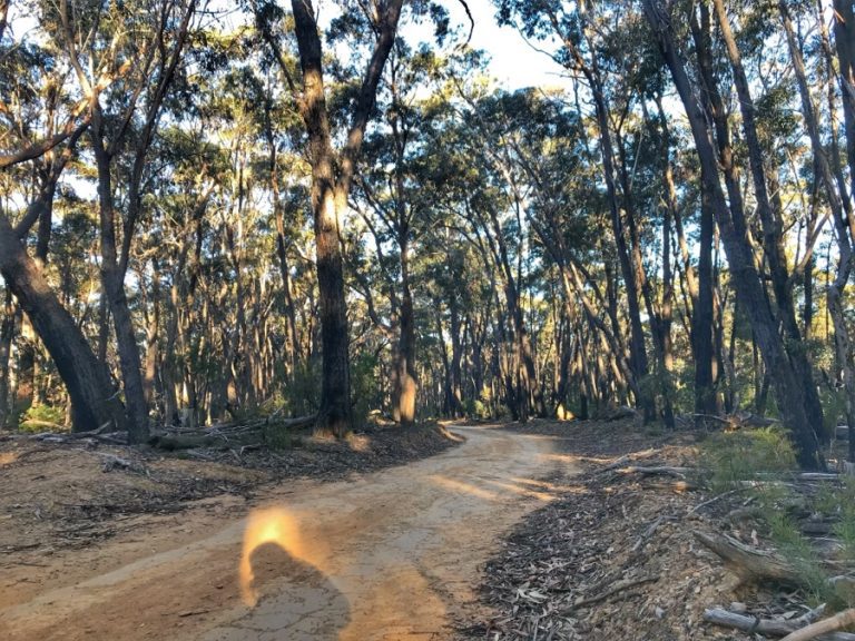 Trail Tales: A Journey through the Six Foot Track in the Blue Mountains (2023)