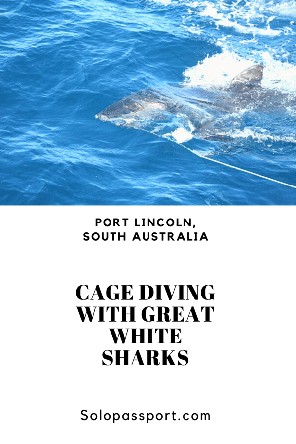 Cage diving with Great White Sharks