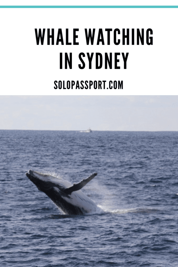 PIN for later reference - Whale Watching Sydney