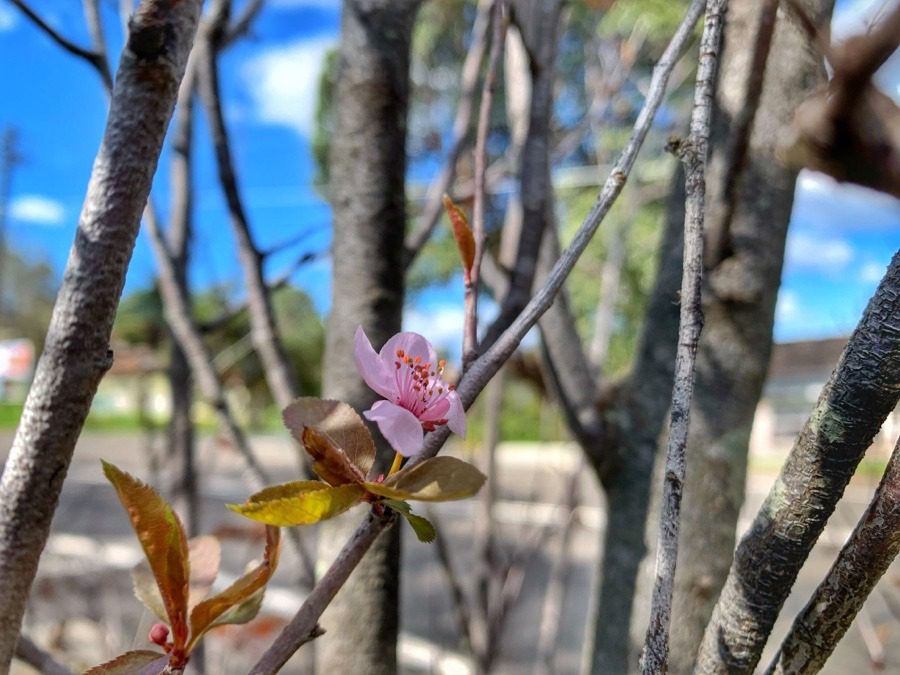 Hanami - Cherry Blossom Festival in Sydney