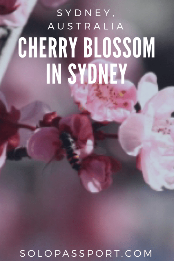 Hanami - Cherry Blossom Festival in Sydney