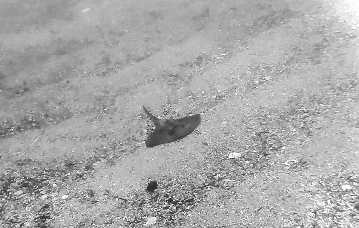 Little ray at Shelly beach