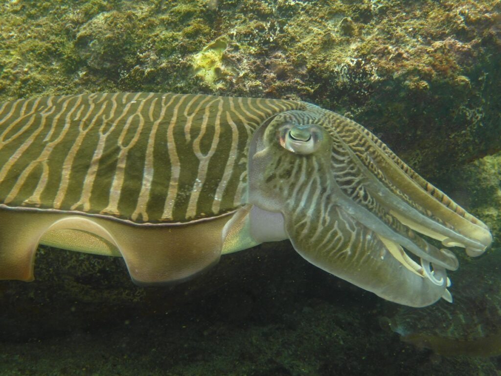 Cuttlefish