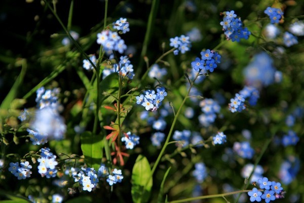 Footsteps in Bloom: Enchanting Hike through Wild Forget Me Not Flowers Melbourne (2024)