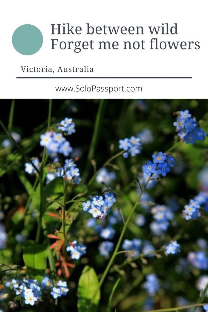 PIN for later reference - Wild Forget Me Not Melbourne