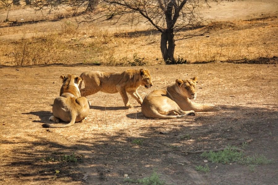 Lions at Gir, Gujarat