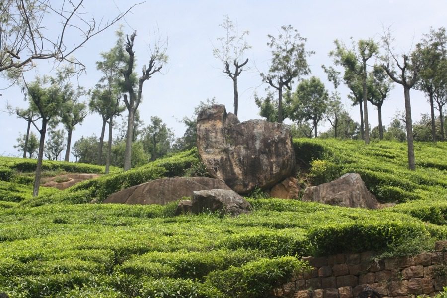 Tea plantations in Ooty