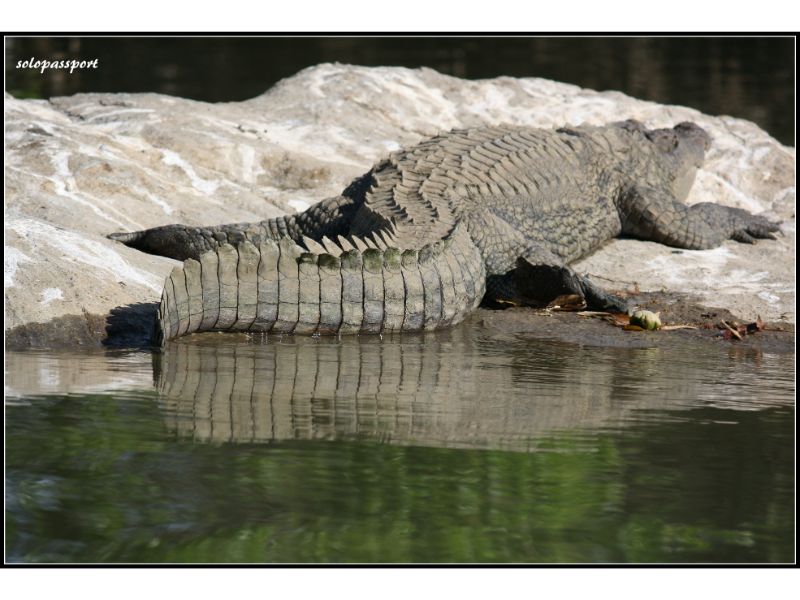 Crocodile - Rangantittu