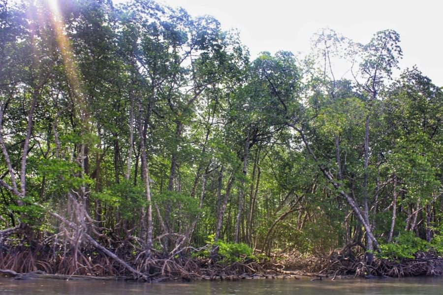 Mangrove forests at Baratang island