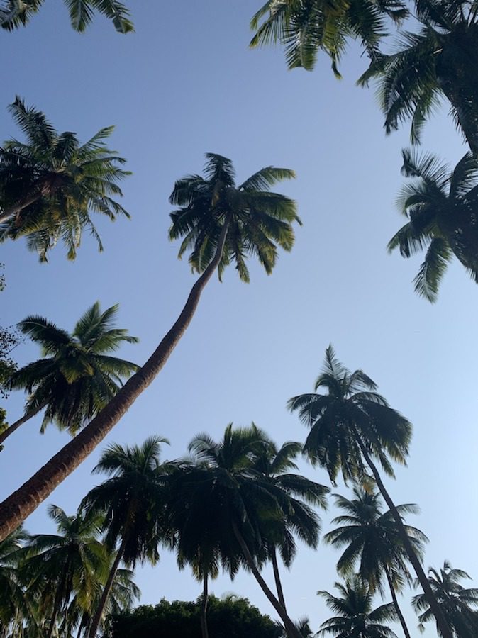 Trees at Ross island