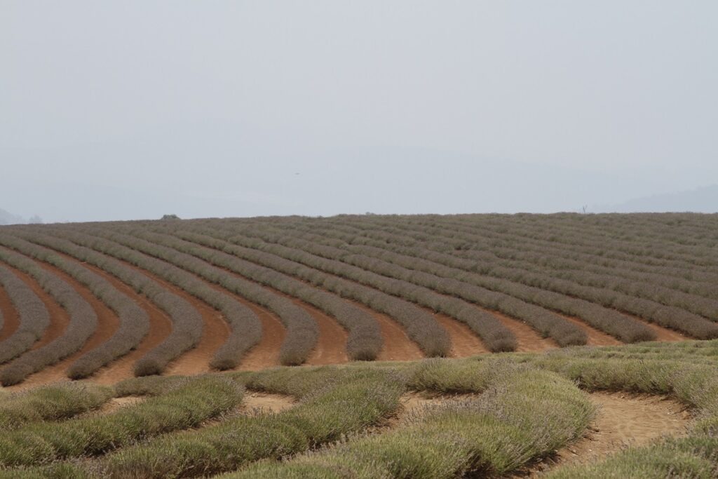 Fields at Bridestowe Lavender Estate