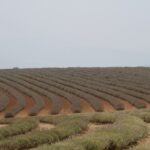 Fields at Bridestowe Lavender Estate