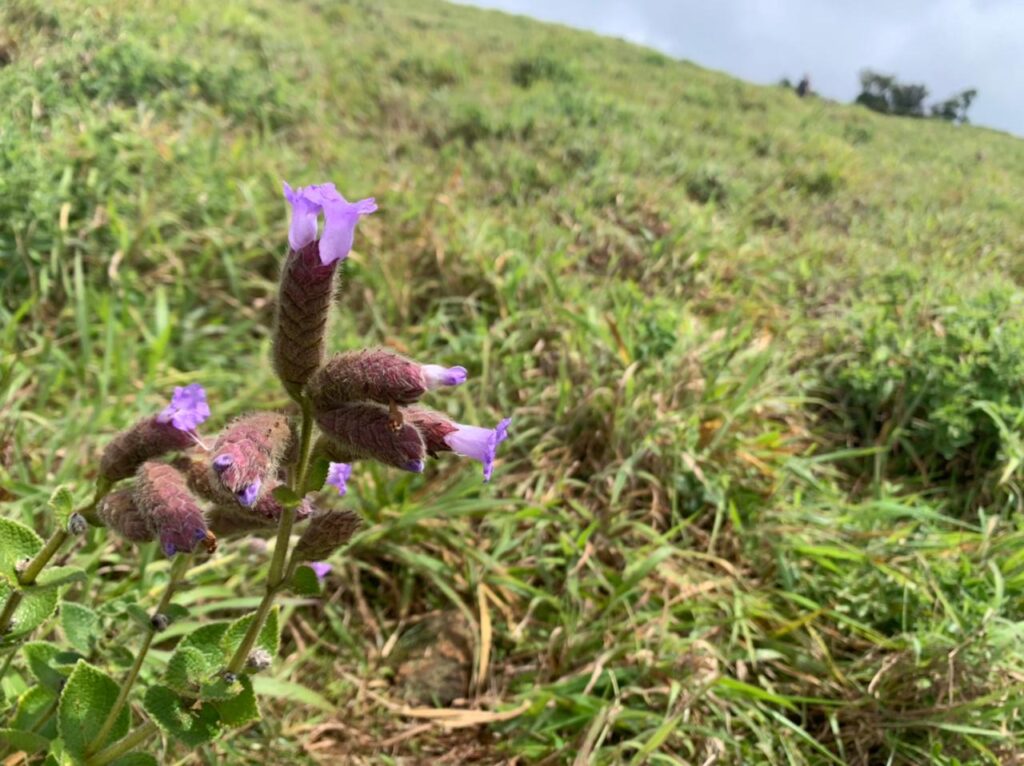 Neelakurinji flowers