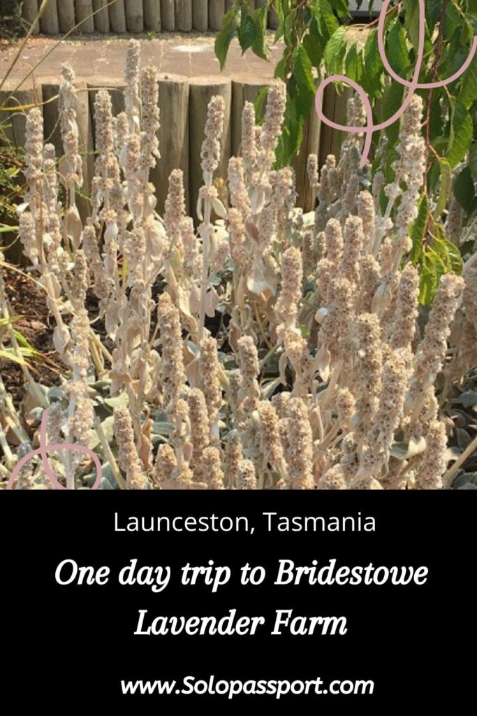 PIN for later reference - One day trip to Bridestowe Lavender Farm from Launceston (Lavender Bear Tasmania)