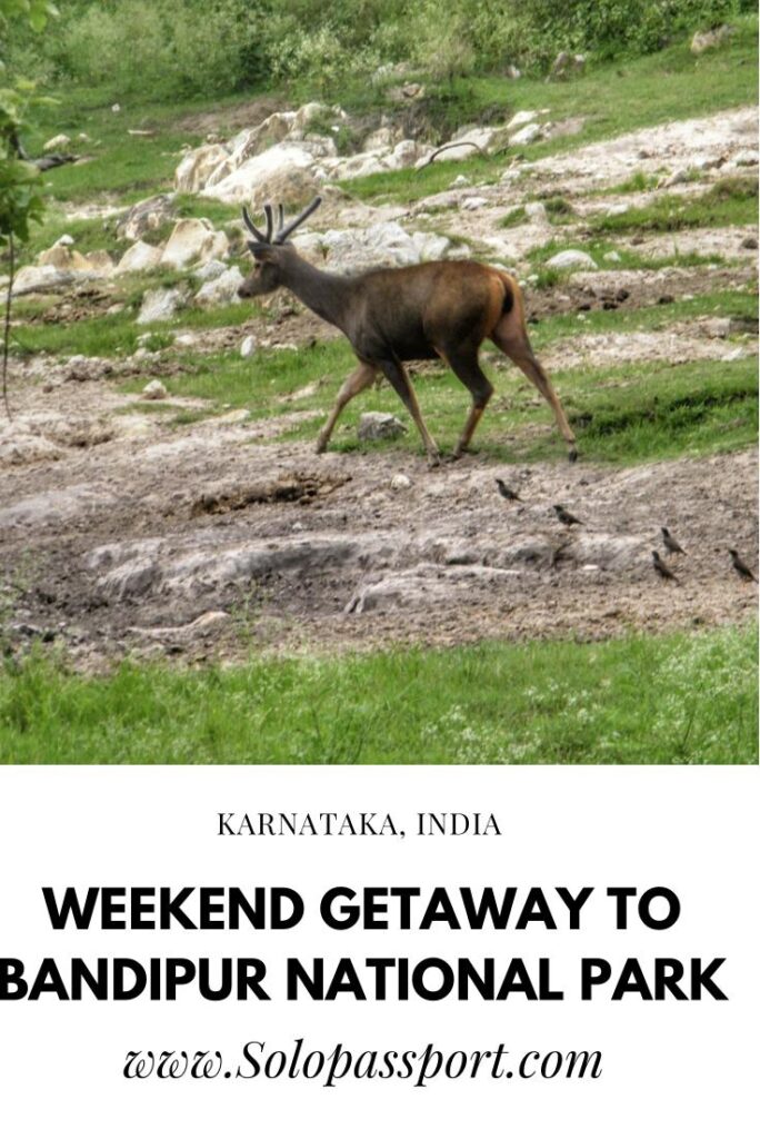 Weekend Getaway to Bandipur National Park: Safari Timings and Price - PIN for later reference