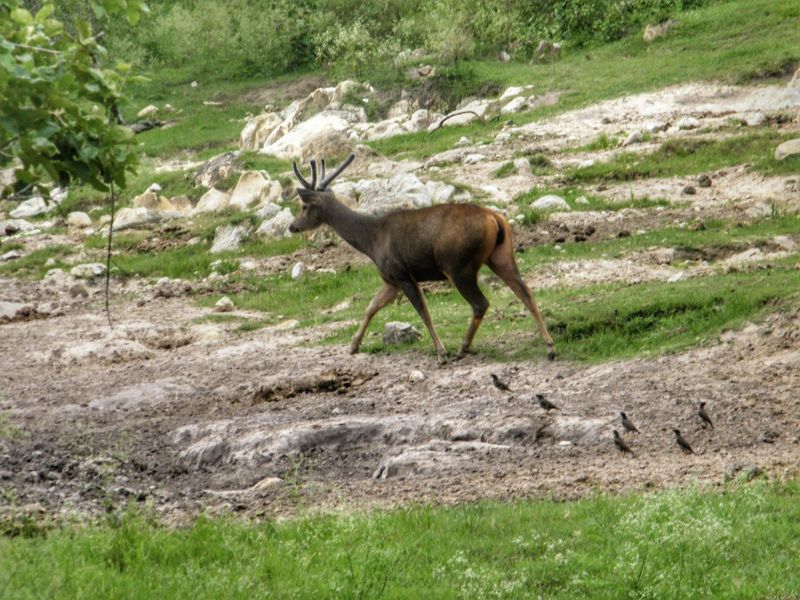 Deer at Bandipur National Park