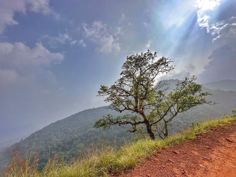 A lone tree - Kodachadri trek