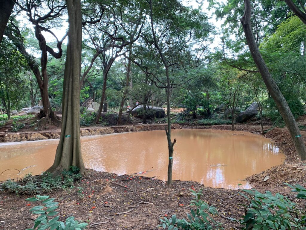 Trees and pond at Cubbon Park