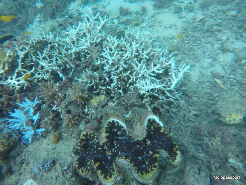 Corals at Hideaway island resort, Vanuatu