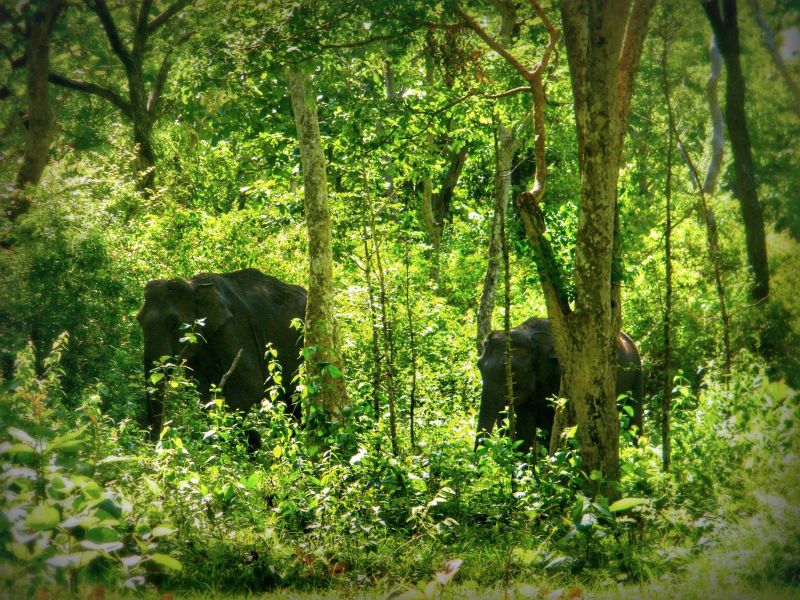 Elephants at Bandipur National Park
