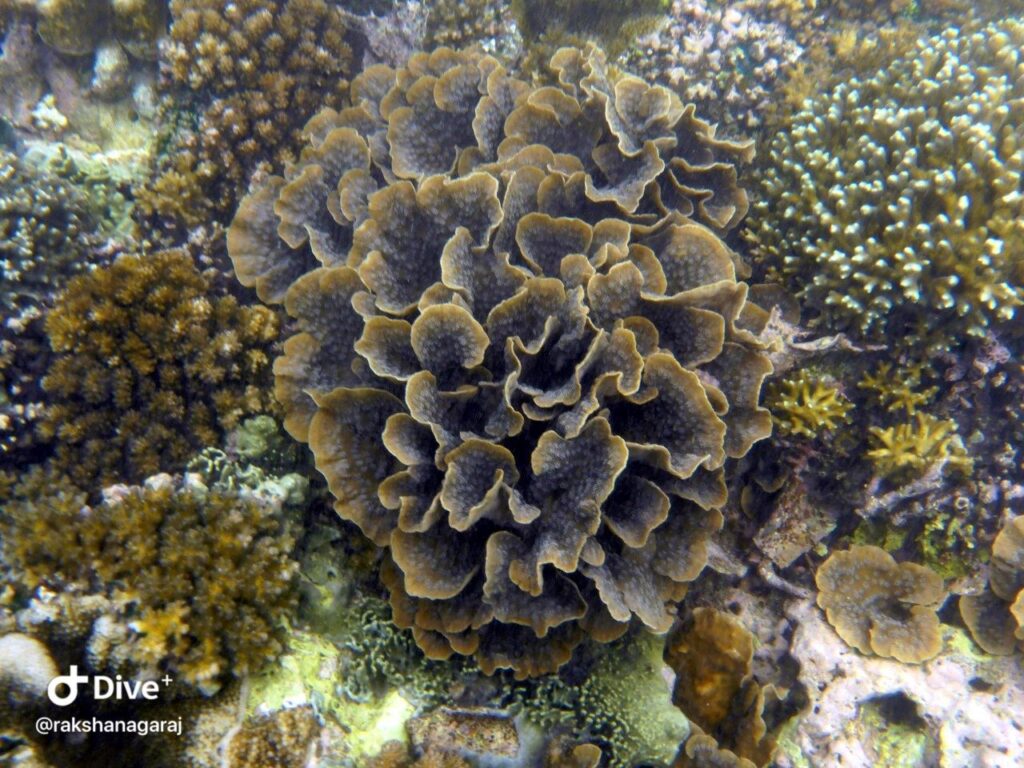 Reef at Mangrove Nusa Penida