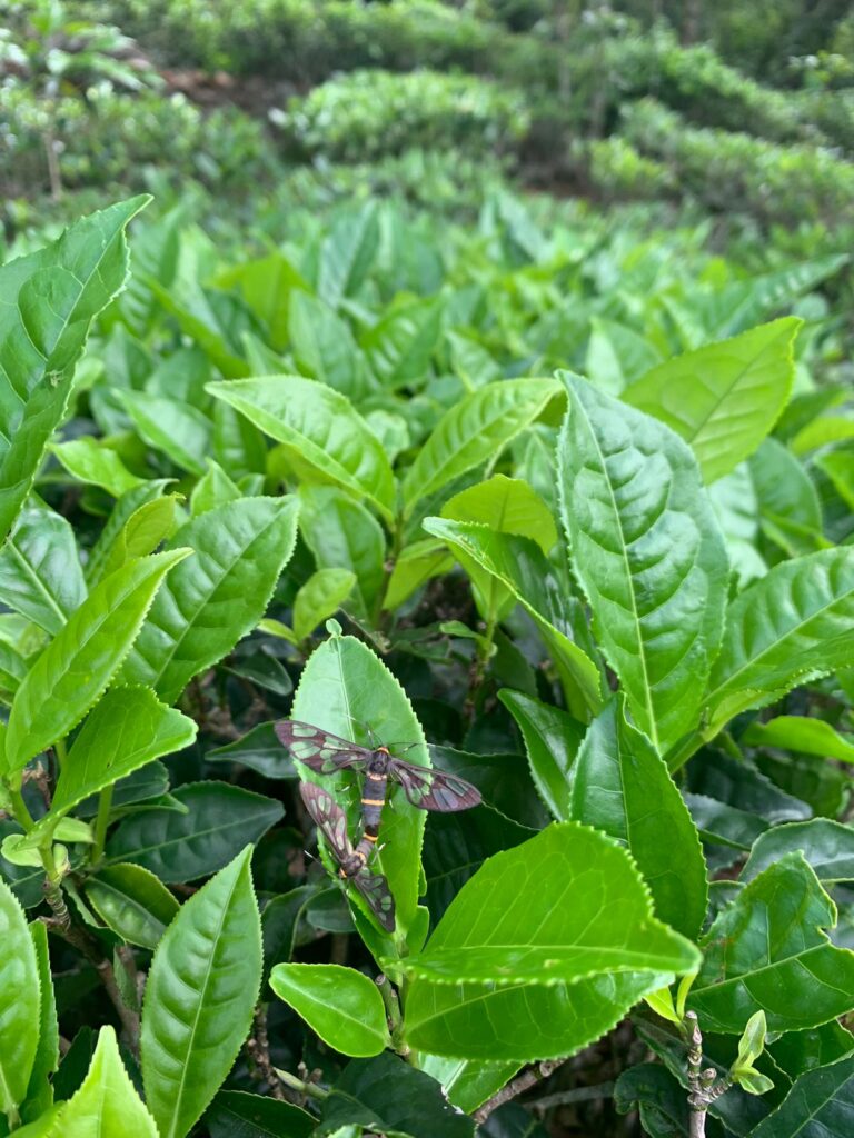 Wildlife at Kotagiri trek