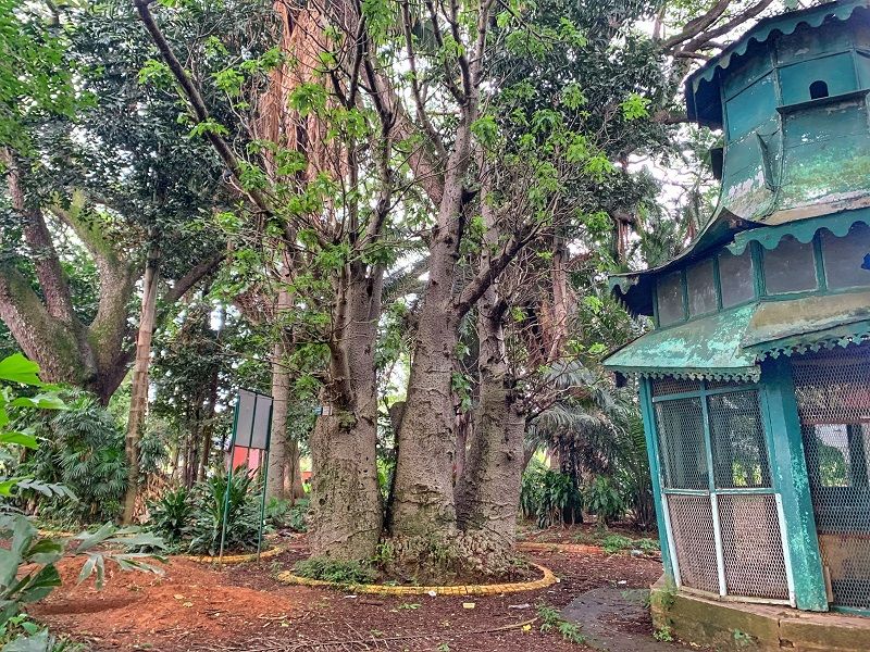 Boabab tree - Lalbagh