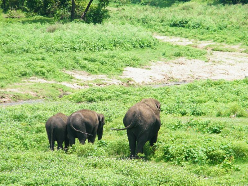 Elephants at Wayanad Wildlife Sanctuary