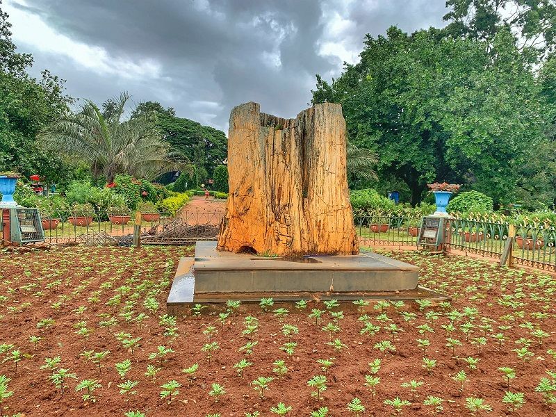 Fossil tree - Lalbagh