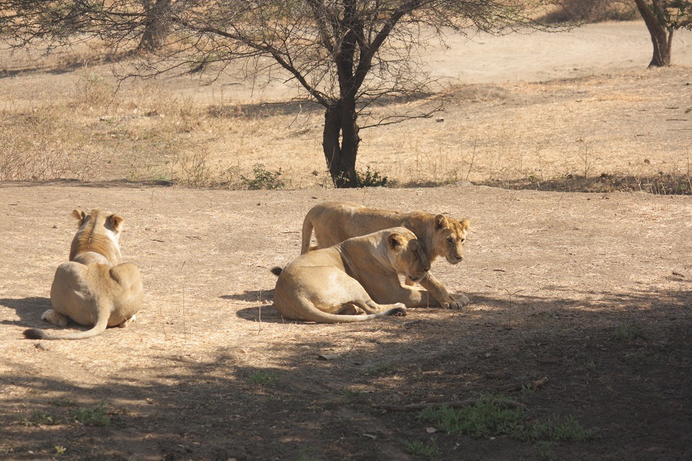 Lions at Gir National Park Gujarat