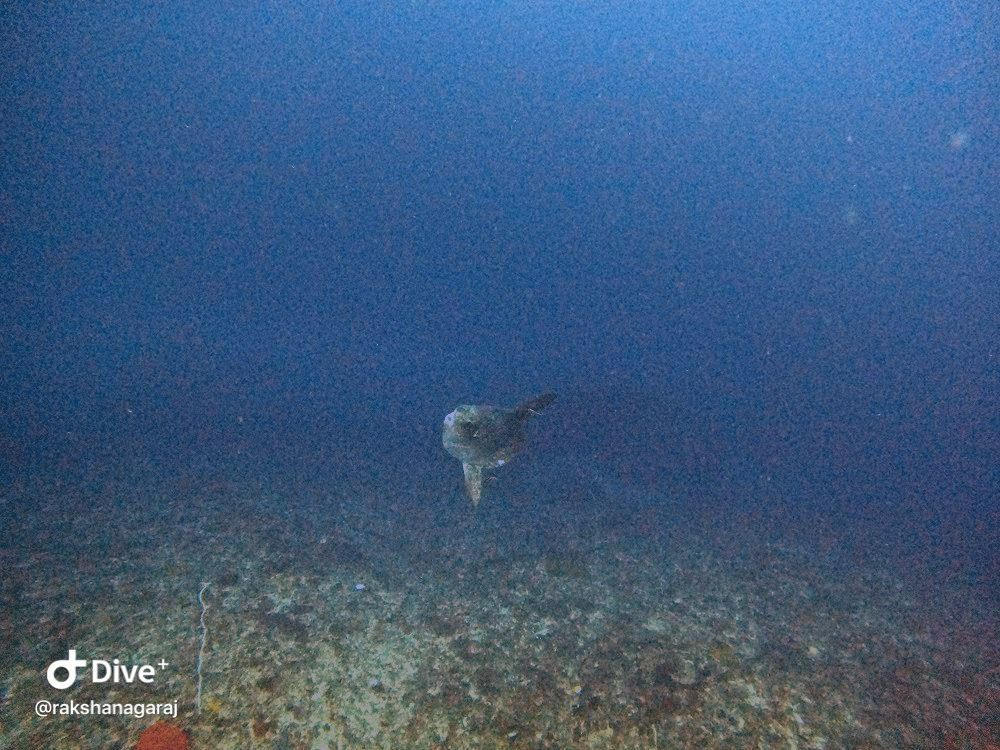 Mola Mola at Crystal Bay