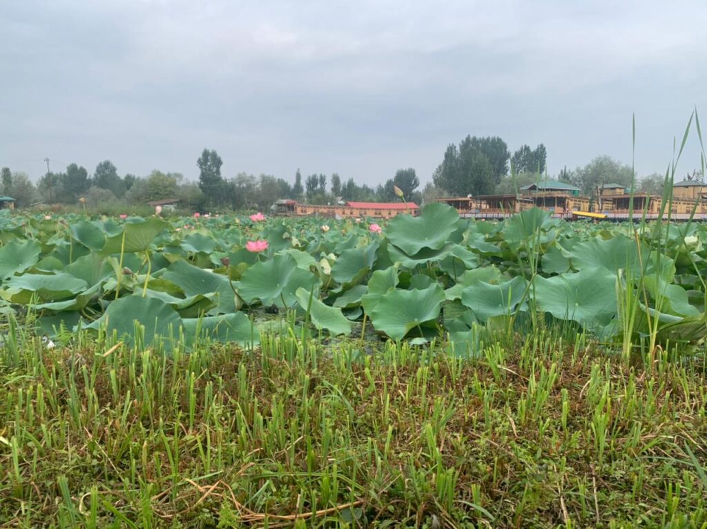 Lotus garden at Srinagar