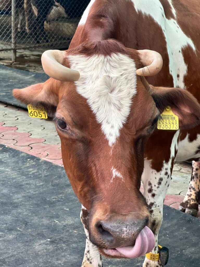 Learn about automated cow milking process