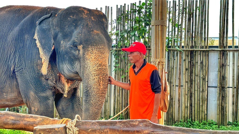 Elephant and his mahoth at Elephant Jungle Sanctuary Phuket