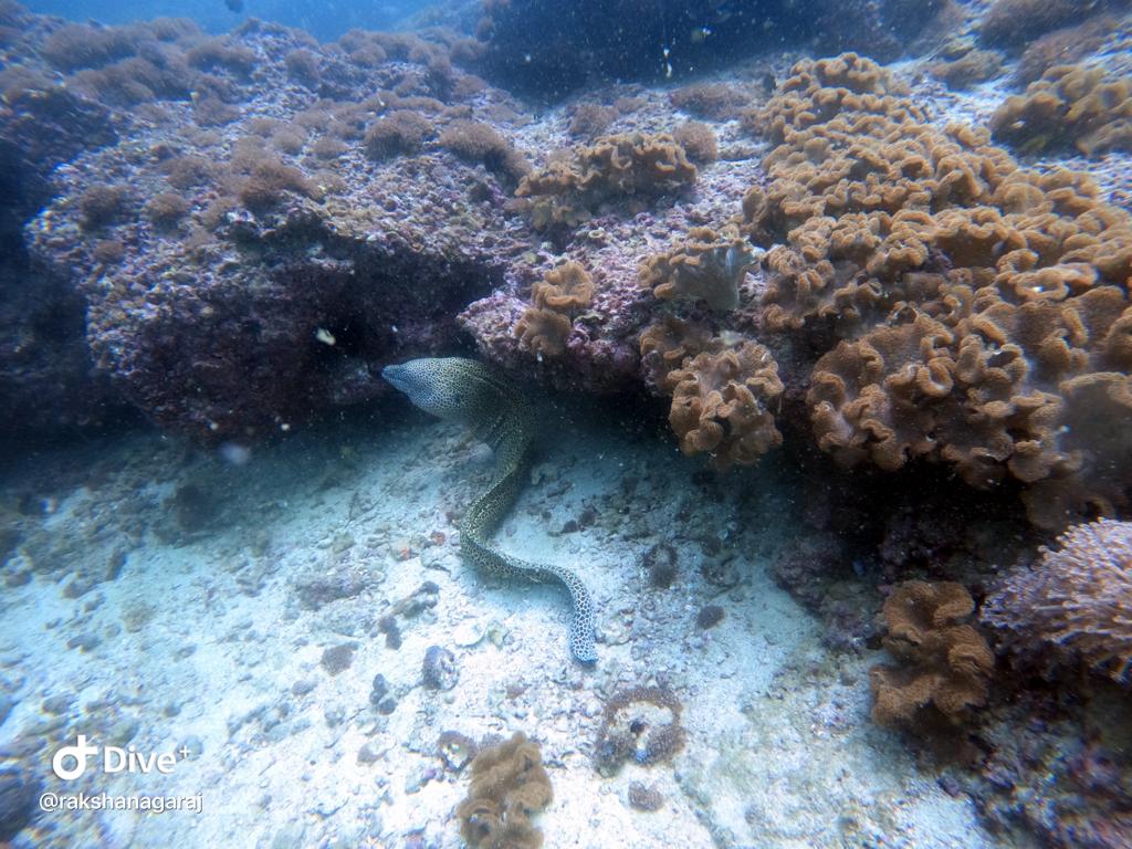 Morray Eel at Daymaniyat Island