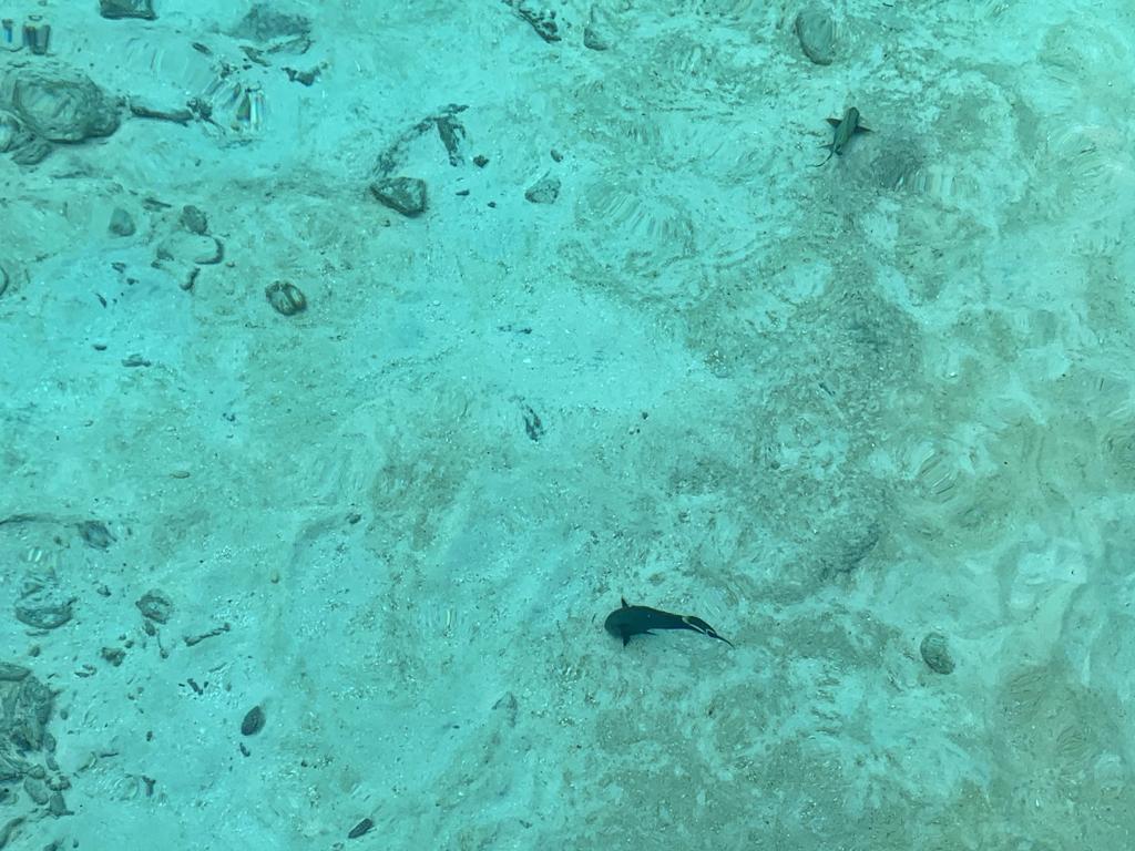 Wild baby sharks at Ellaidhoo Maldives by Cinnamon