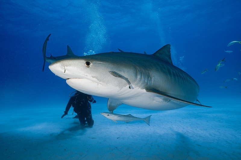 A Tiger Shark in Bahama
