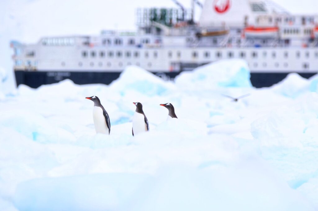 Traditional Cruise vs. Expedition Cruise How to Choose Antarctica Cruise