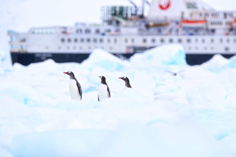 Traditional Cruise vs. Expedition Cruise: How to Choose Antarctica Cruise? (2024)