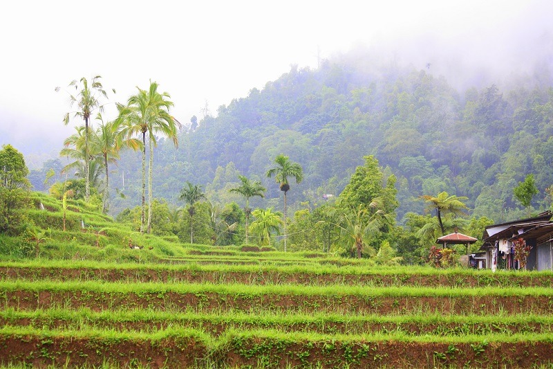 Rice Terrace Fields Bali