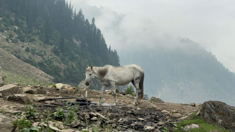 Journey to the Divine: Amarnath Yatra Trek for 2024