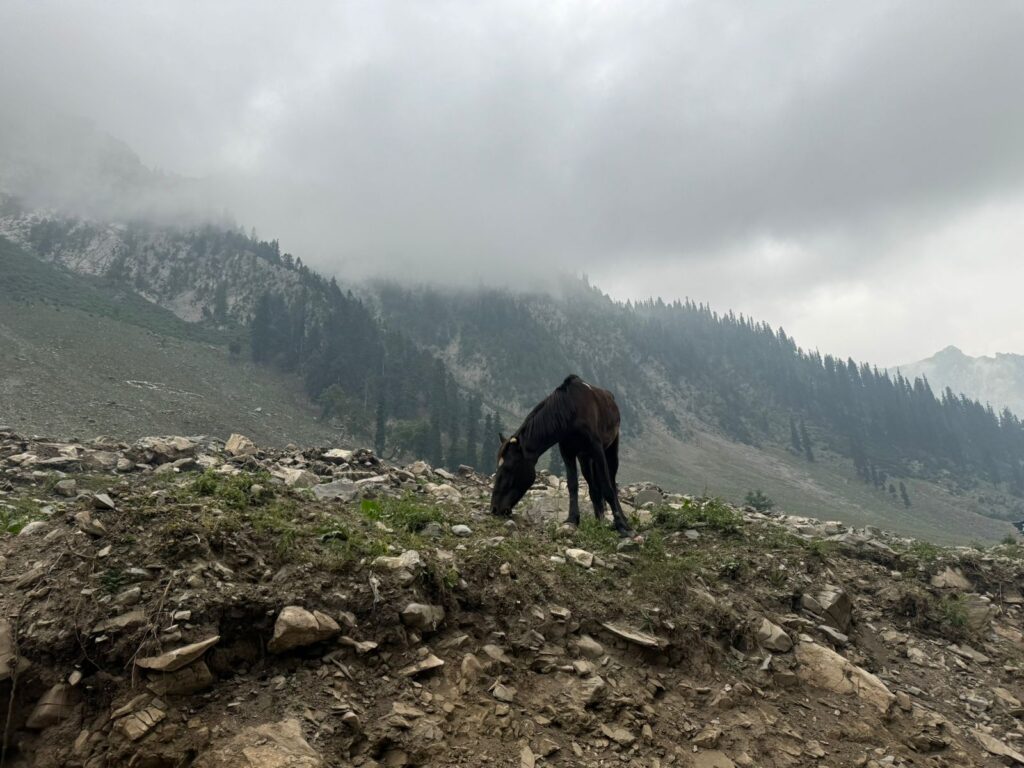 Beautiful horse grazes while the rider rests