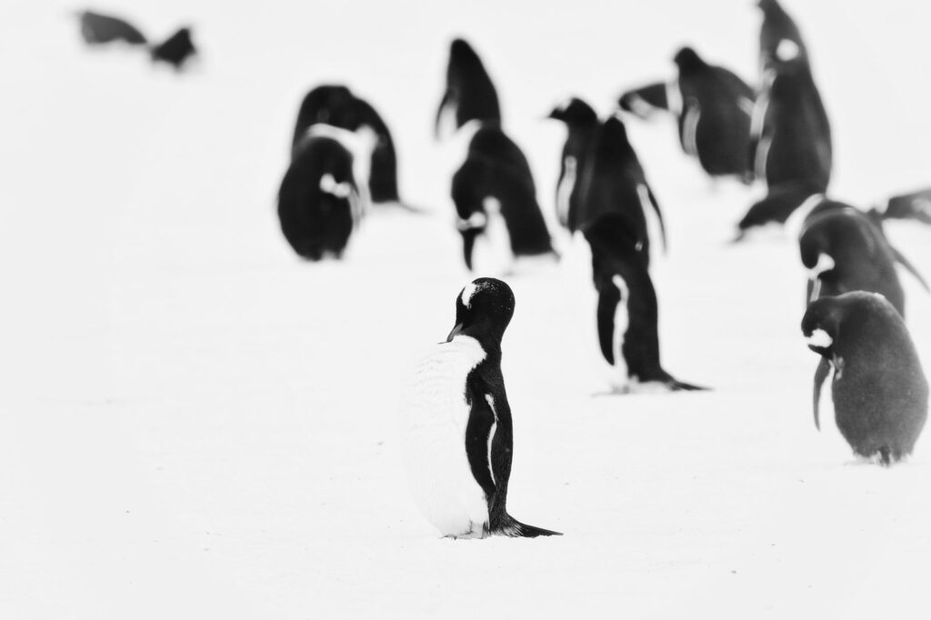 Antarctica Penguins