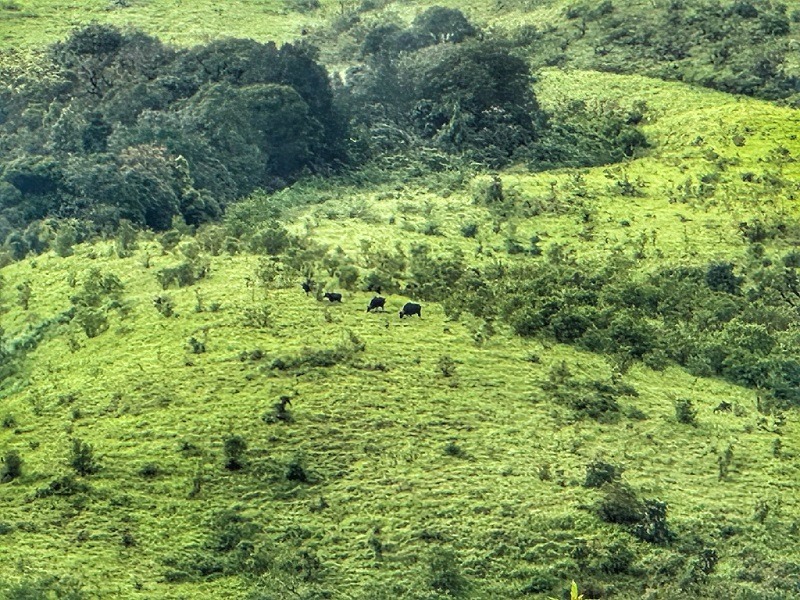 Bisons - Valikunja Trek