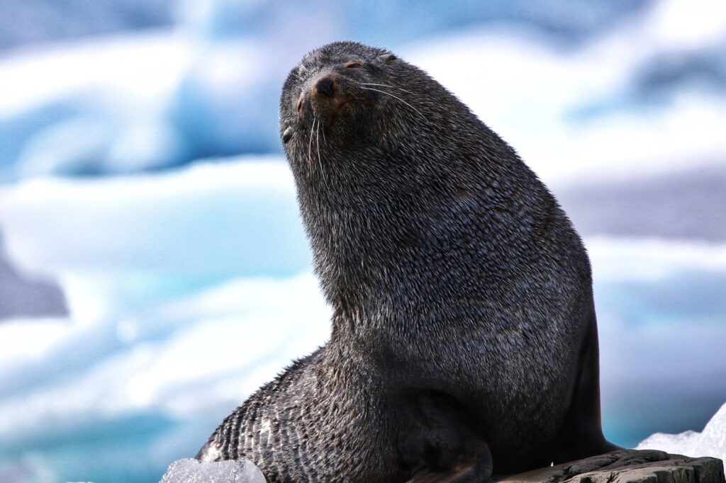 Fur Seals - Antarctica